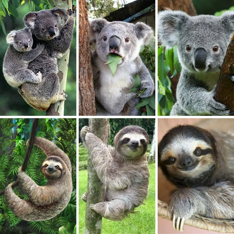 Lukisan Berlian 5D Sloth Koala - Embroidery In Australia ulasan dan harga